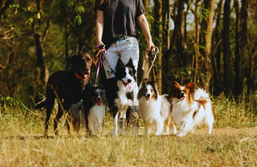 Walking dogs on leashes, showcasing the benefits of daily dog walks for both pets and owners, improving fitness, health, and mood